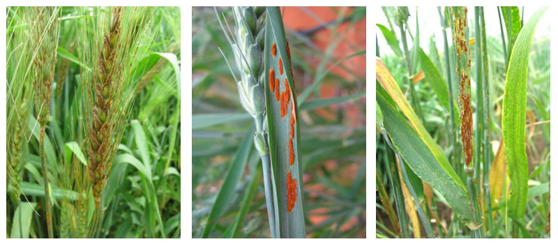 Examples of rust on wheat and barley