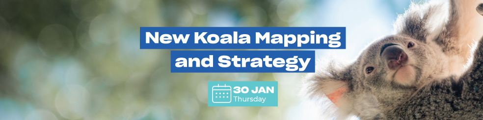New Koala Mapping and Strategy