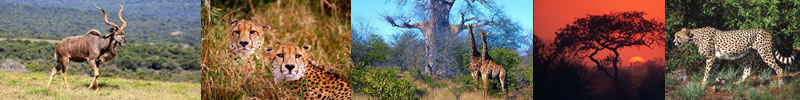 The Kruger National Park is home to an impressive number of species